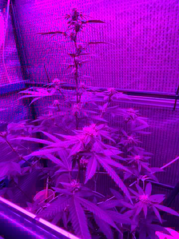 1st baby  — flower, day 21