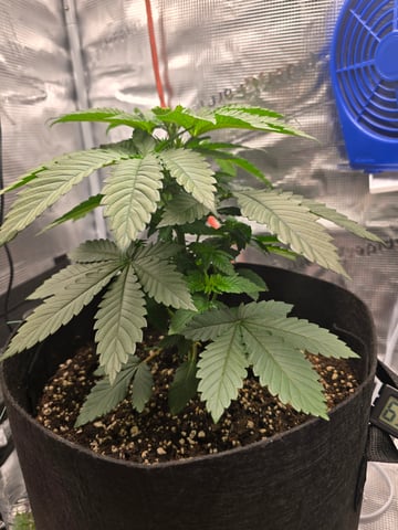 Northern lights #10 2nd plant (Selkies) — vegetative, day 25