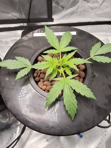 BABY SISTER — vegetative, day 28