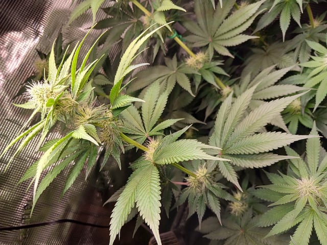 Gorilla Sherbert Feminized From Blimburn Seeds 