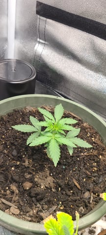 wedding cake auto flower — seedling_rooting, day 21