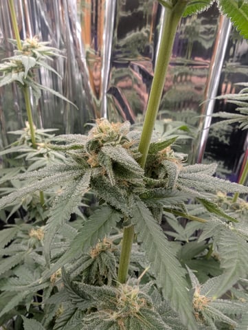 B E A utiful  — flower, day 107