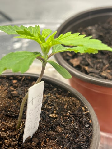 2025-26 harvest INDOOR — seedling_rooting, day 43