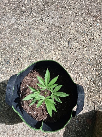 My First Grow — vegetative, day 62