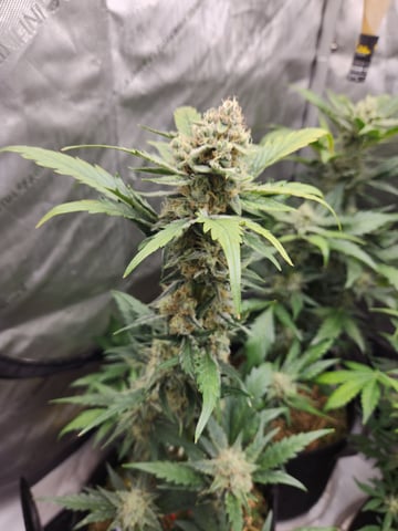 Mephisto Apple Crush and Pop tart OG in Nature's Living Soil.  — flower, day 55