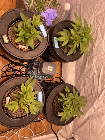 cookie breath 1&2 — vegetative, day 15