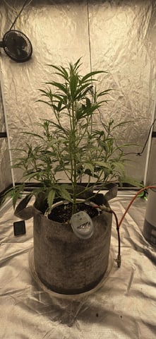 #001 - 3WOK — auto, day 9
