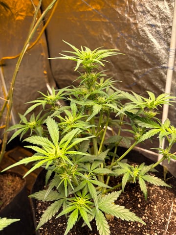 back to my roots.  — flower, day 4