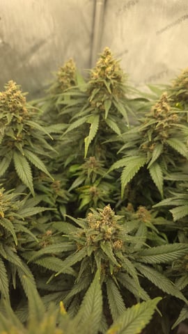 Original 1990 genetics  — flower, day 111