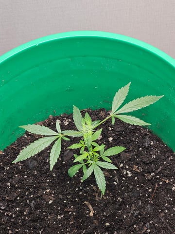 1st plant. Strain: Green Gelato AutoFlower — vegetative, day 55