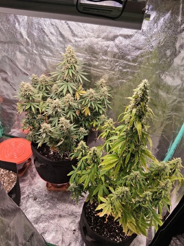 Lemon Cherry Cookies, Purple Haze and Strawberry Gorilla Grows — flower, day 103
