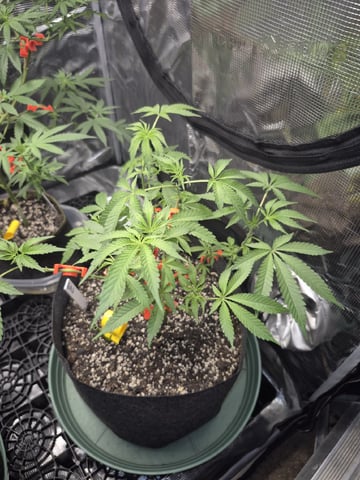 Grow 1 2026 Gelato Rainbow Sherbert  — vegetative, day 56