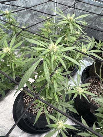  Amnesia Haze — flower, day 67