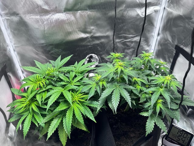 first grow — vegetative, day 48