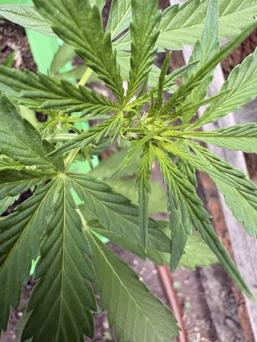 Muliflex — vegetative, day 48