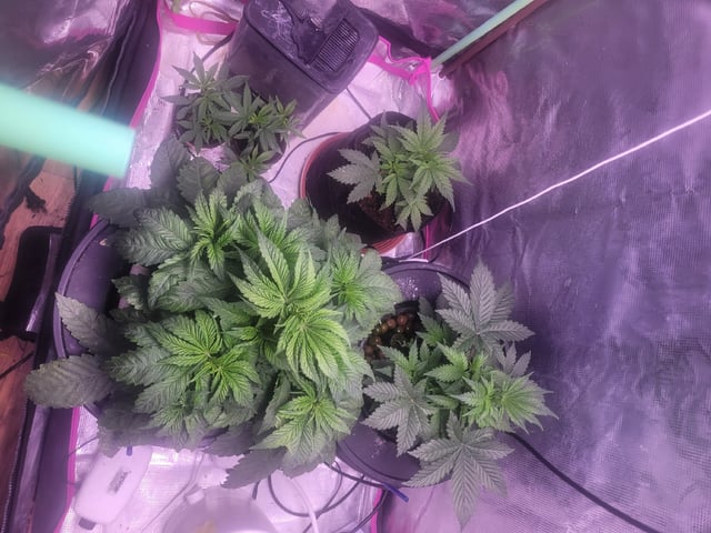 Clones And Hermie Seeds