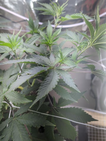 Audrey III — vegetative, day 83