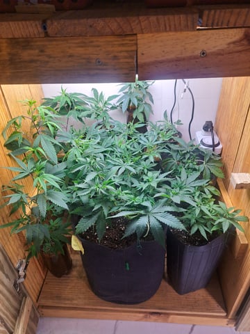 Yeti's Perpetual — vegetative, day 60