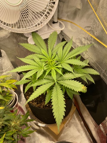 Widows Mimosa(auto) F2 progeny — vegetative, day 31
