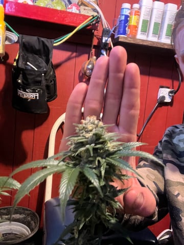 AK Clone — harvest, day 113