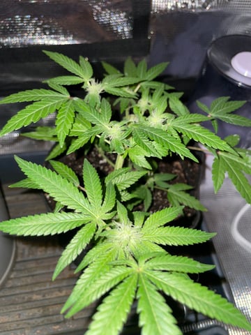 BETTERDAYZBUDZ — flower, day 16