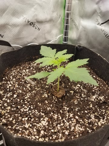 first grow — vegetative, day 16