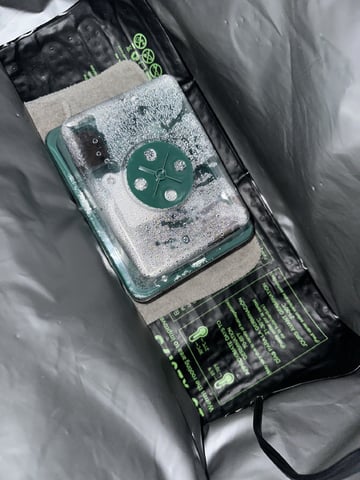 Ztrawberriez (Auto) 2026 - 1 — germination, day 1