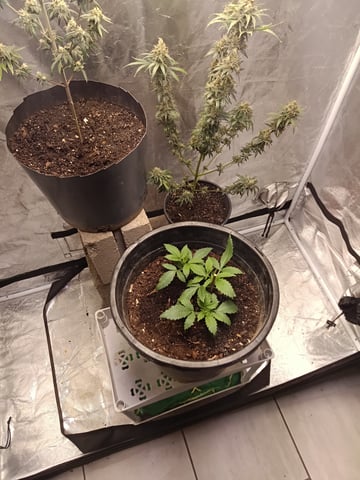 grow — vegetative, day 1