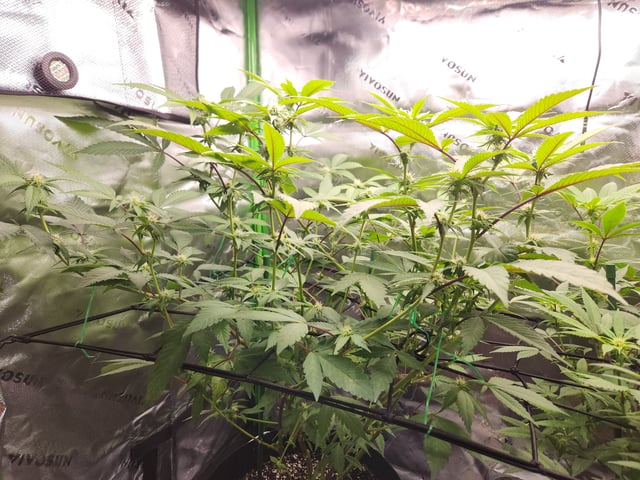 Fat Matt's 1st grow — flower, day 1