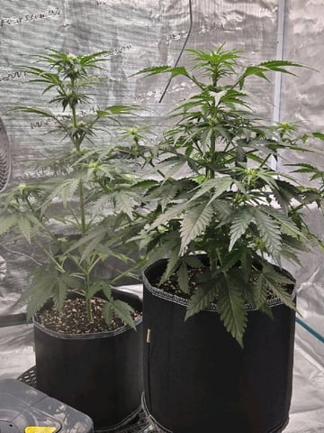 Mimosa Sunrise XXL 3x3 tent — flower, day 29