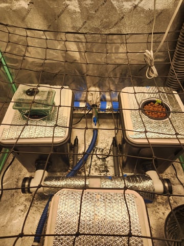 Wedding Cake Auto — seedling_rooting, day 21