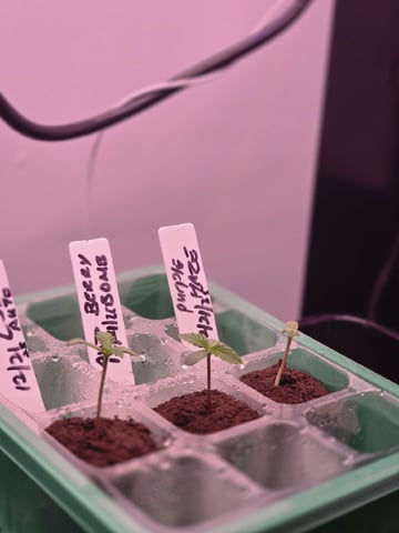 1st Auto Grow (LSD + BrB) - 1st indoor Grow — seedling_rooting, day 6