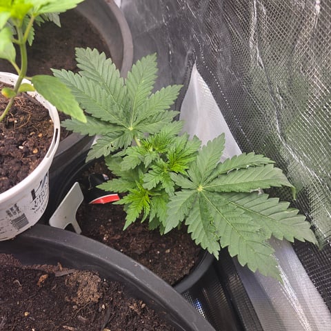 1st indoor grow 8 smaller plan t s — vegetative, day 18