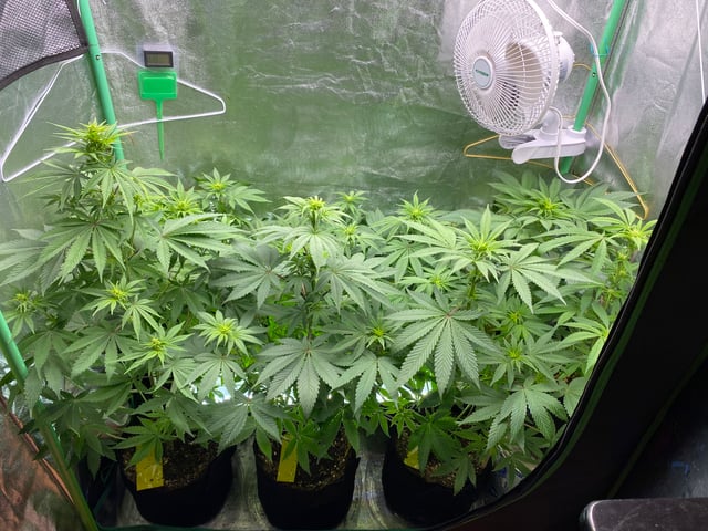 The White X Run Away Bride #3 — flower, day 57