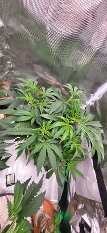 1st grow indoors(cardboard box to 2x2x4 to 5x5x6) — vegetative, day 42