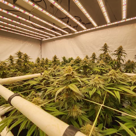 true genetics  — flower, day 34