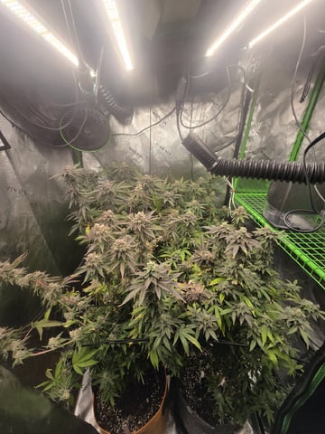 MAIN ROOM — flower, day 70
