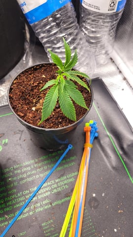 2x2x4 — vegetative, day 48