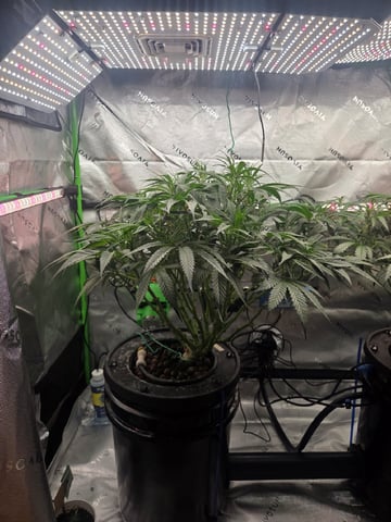Northern Lights / Banana Kush