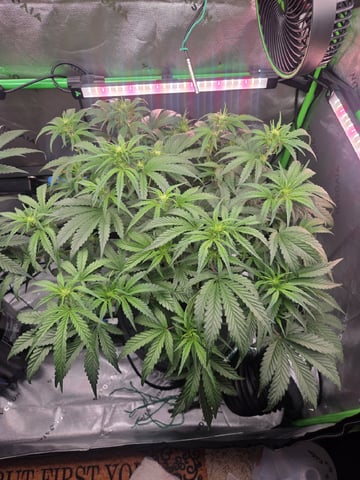 Northern Lights / Banana Kush — flower, day 57