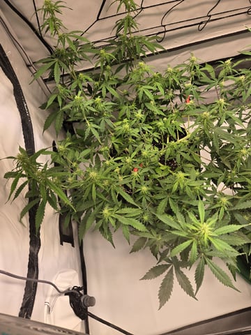 GDP auto 3X5 tent — flower, day 60