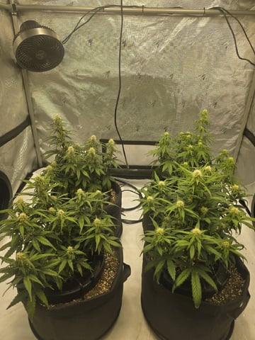 1st Grow 4x4 — flower, day 43