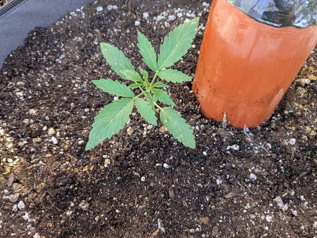 October Start — vegetative, day 24