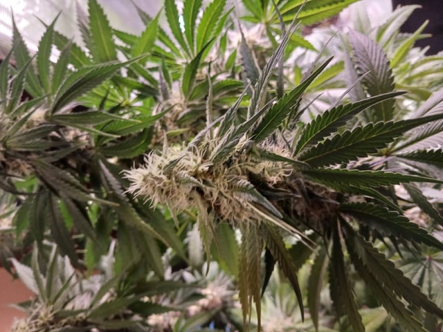 Gorilla Sherbert Feminized From Blimburn Seeds  — flower, day 71