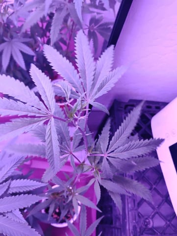 First try — grow_setup, day 1