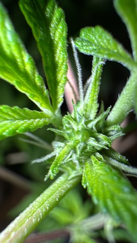 OG Kush — flower, day 60