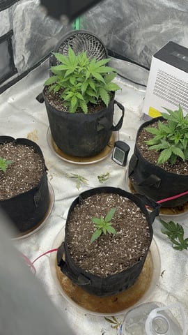 420 Fast Buds 
