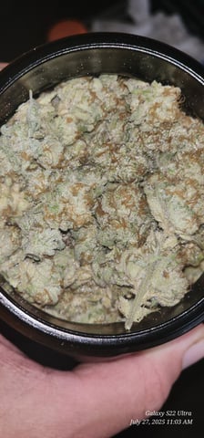 Punch Mints Pheno #2 — harvest, day 69