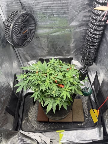 Gorilla Cookies 2nd Try