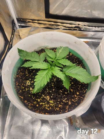 forgotten strawberry by mephisto genetics 